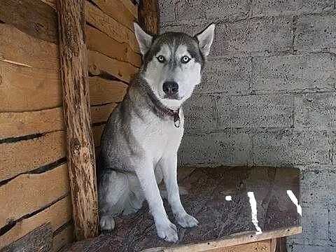 Hasio młody, aktywny, energiczny łagodny siberian