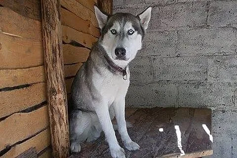 Hasio młody, aktywny, energiczny łagodny siberian 