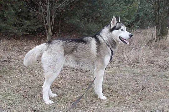 Hasio młody, aktywny, energiczny łagodny siberian 