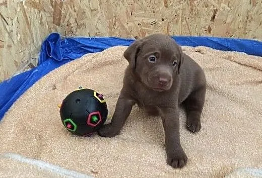 Labrador Retriever - wyjątkowe szczeniaki ~ GDYNIA
