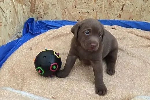 Labrador Retriever - wyjątkowe szczeniaki ~ GDYNIA