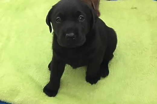 Labrador Retriever - wyjątkowe szczeniaki ~ GDYNIA