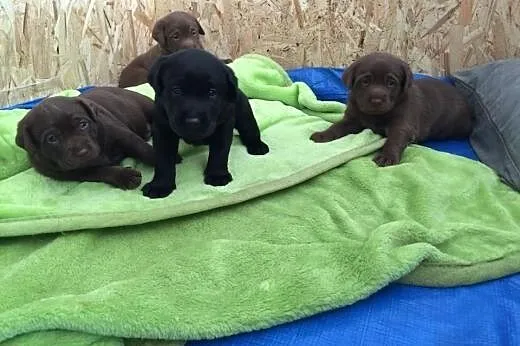 Labrador Retriever - wyjątkowe szczeniaki ~ GDYNIA