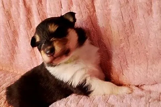 Owczarek Szkocki Collie