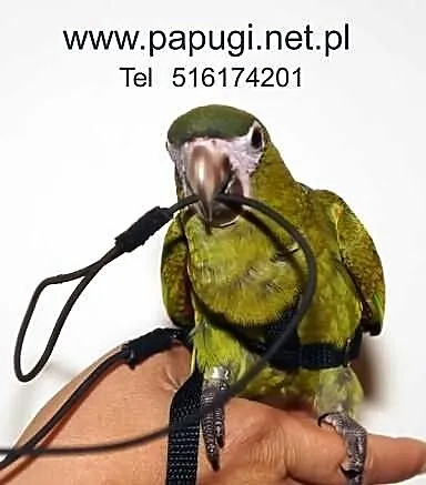 Szelki dla papug