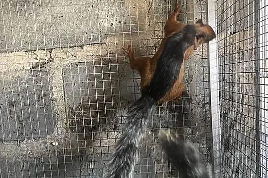 Wiewiorki kostarykańskie, Łódzkie, Złaków Borowy