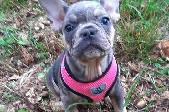 Buldog francuski dziewczynka i chłopczyk, Łódzkie, Pabianice