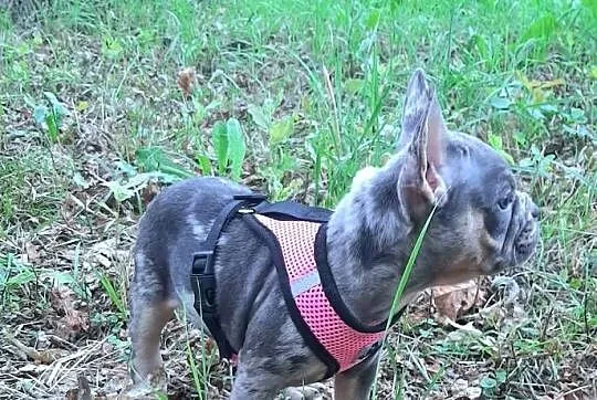 Buldog francuski dziewczynka i chłopczyk, Łódzkie, Pabianice