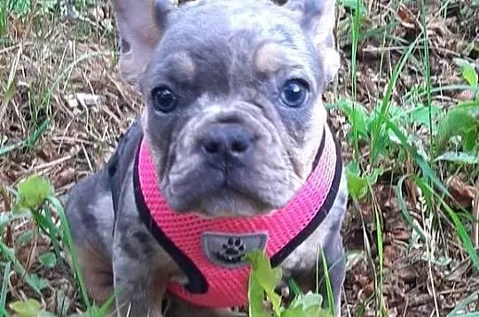 Buldog francuski dziewczynka i chłopczyk, Łódzkie, Pabianice