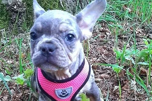 Buldog francuski dziewczynka i chłopczyk, Łódzkie, Pabianice
