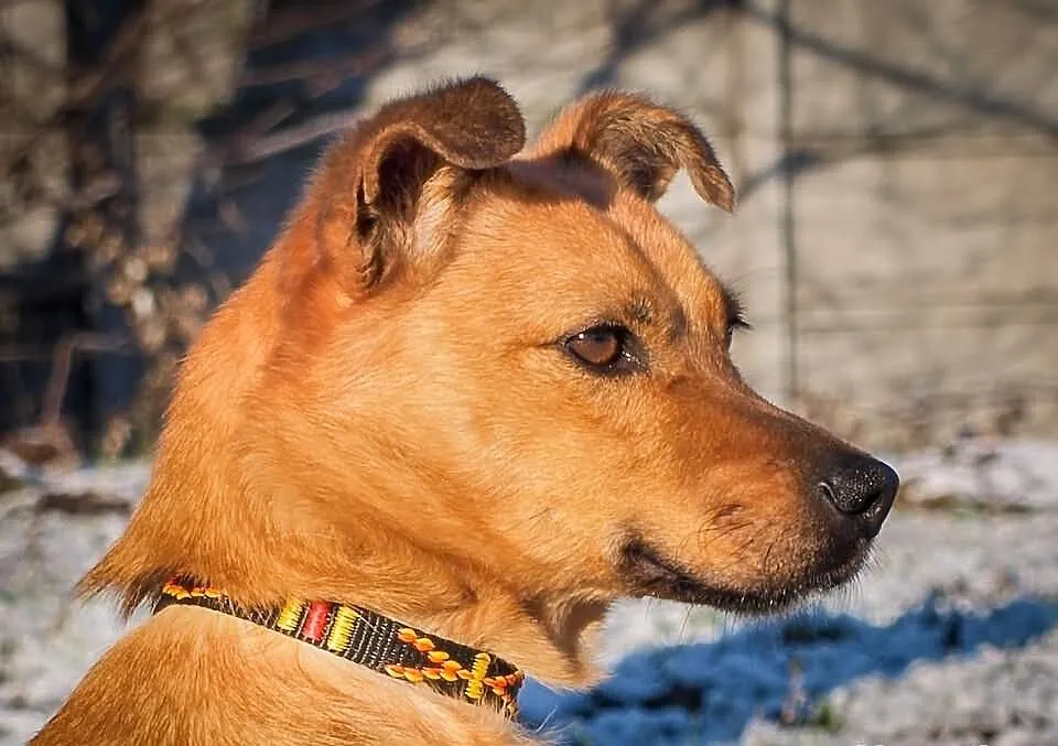 OTOZ Animals - Saga - cudowna jamnikowata suczka c