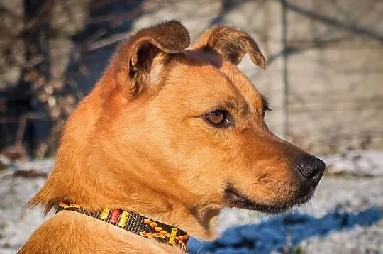 OTOZ Animals - Saga - cudowna jamnikowata suczka c