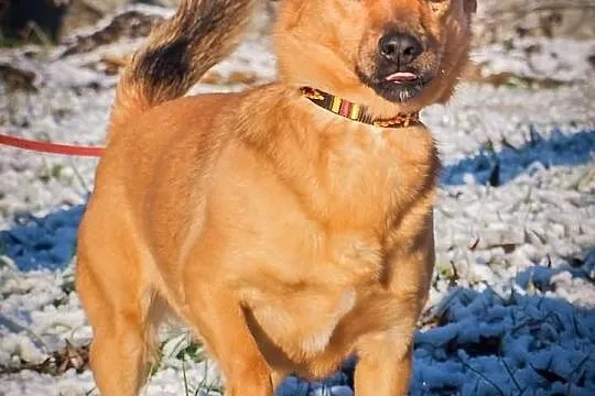 OTOZ Animals - Saga - cudowna jamnikowata suczka c
