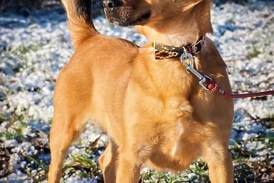 OTOZ Animals - Saga - cudowna jamnikowata suczka c