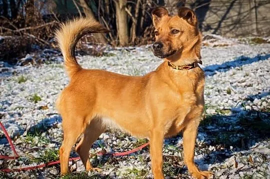 OTOZ Animals - Saga - cudowna jamnikowata suczka c