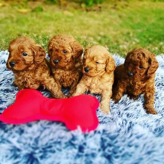Szczenięta pudla do adopcji E-mail: {{biancalaura905@gmail.com}}