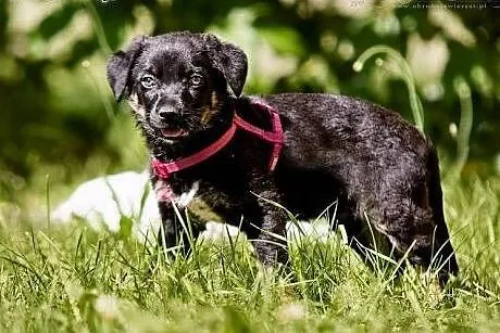 POLO - 3 kg  BEZTROSKIEGO dzieciaka do adopcji!,  