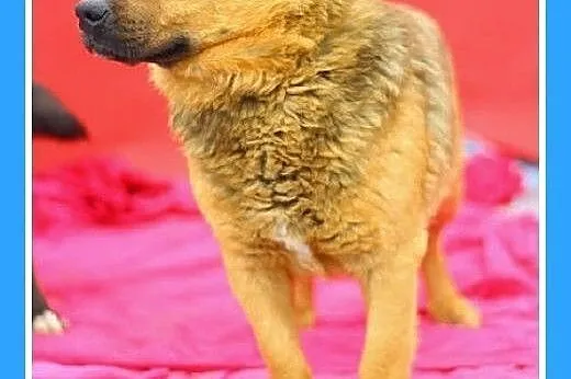 ADOPCJA-bardzo,sympatyczny,wesoły,przyjazny,pies J