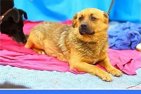 ADOPCJA-bardzo,sympatyczny,wesoły,przyjazny,pies J