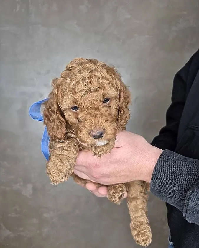 Cockapoo /pudel toy, Mazowieckie, Wołomin