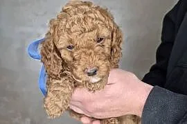 Cockapoo /pudel toy
