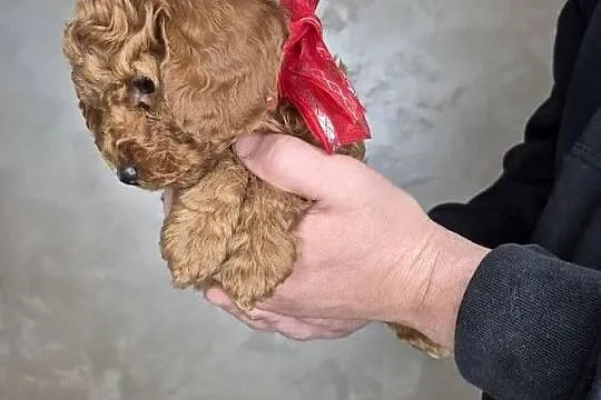Cockapoo /pudel toy, Mazowieckie, Wołomin