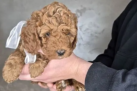 Cockapoo /pudel toy, Mazowieckie, Wołomin