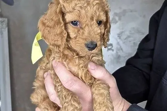 Cockapoo /pudel toy, Mazowieckie, Wołomin