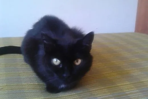 Sympatyczna, rozmruczana czarnula - do adopcji,  d