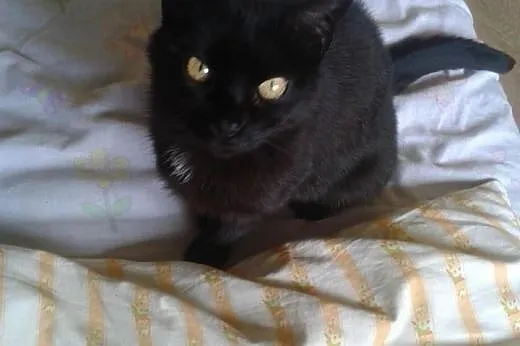 Sympatyczna, rozmruczana czarnula - do adopcji,  d