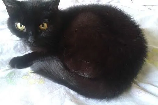 Sympatyczna, rozmruczana czarnula - do adopcji,  d