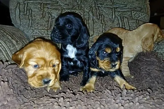 Śliczne Szczenięta Cocker Spaniel Angielski