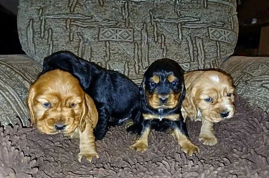 Śliczne Szczenięta Cocker Spaniel Angielski, Łódzkie, Sieradz