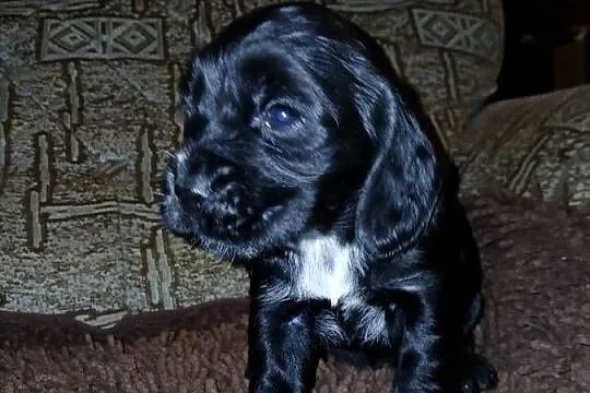 Śliczne Szczenięta Cocker Spaniel Angielski, Łódzkie, Sieradz