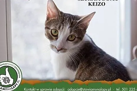 Keizo. Fundacja Stawiamy Na Łapy,  małopolskie Kra