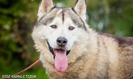 OTOZ Animals - Malibu - śliczny pies Alaskan Malam