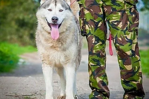 OTOZ Animals - Malibu - śliczny pies Alaskan Malam