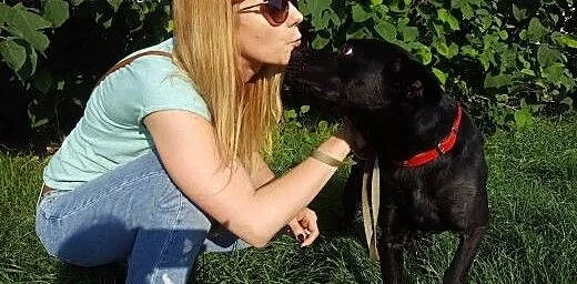 Salvo sympatyczny, młody psiak - do adopcji, mazo