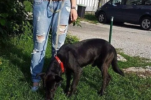 Salvo sympatyczny, młody psiak - do adopcji,  mazo