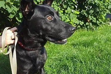 Salvo sympatyczny, młody psiak - do adopcji,  mazo