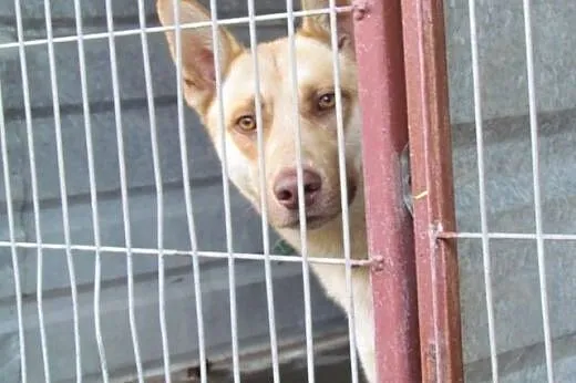 Bond - piękny młody rudy haszczak do adopcji,  śląskie Katowice