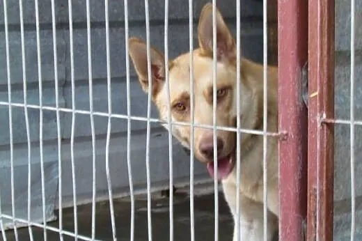 Bond - piękny młody rudy haszczak do adopcji,  ślą