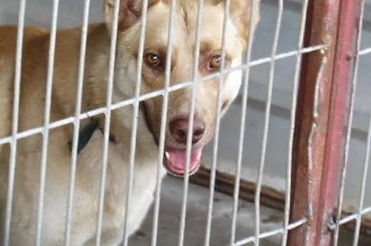Bond - piękny młody rudy haszczak do adopcji,  ślą