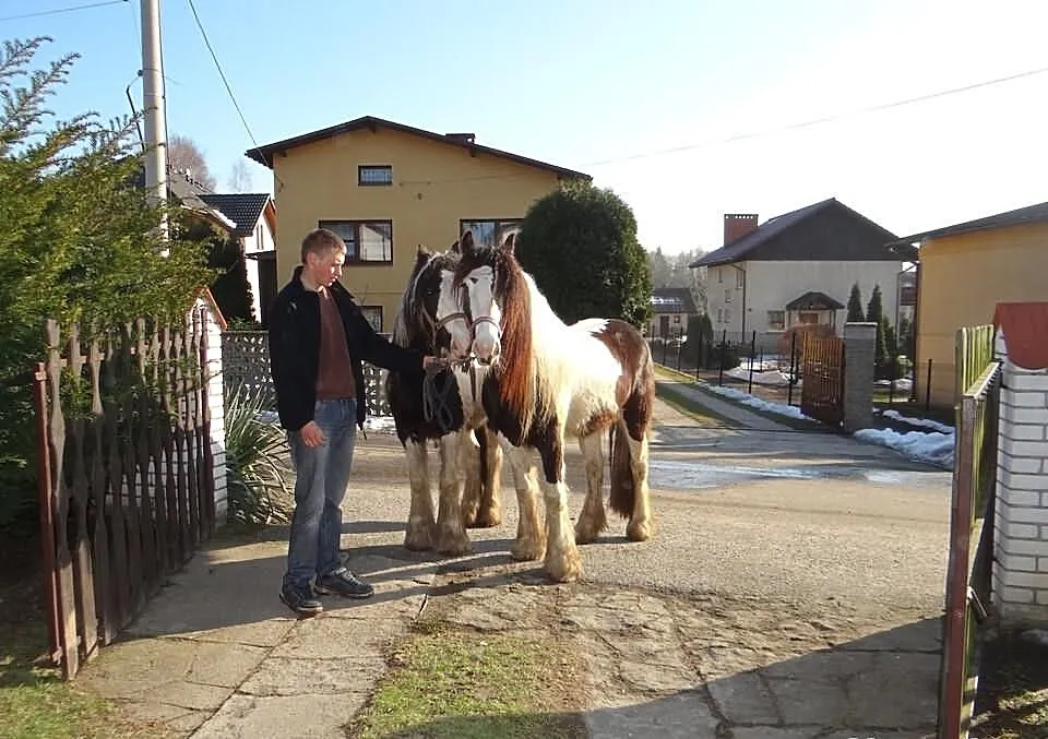 Para Klaczy IRISH COB