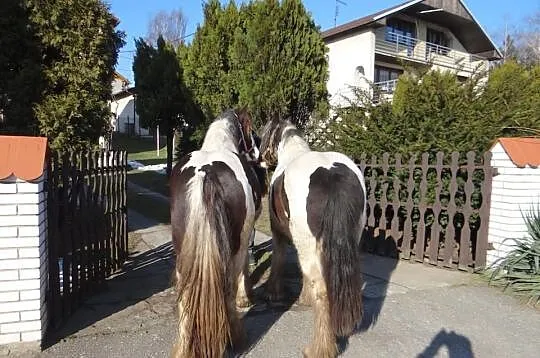 Para Klaczy IRISH COB