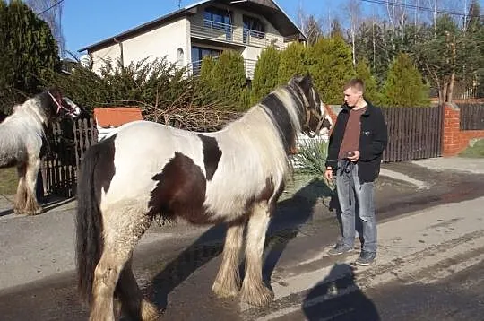 Para Klaczy IRISH COB