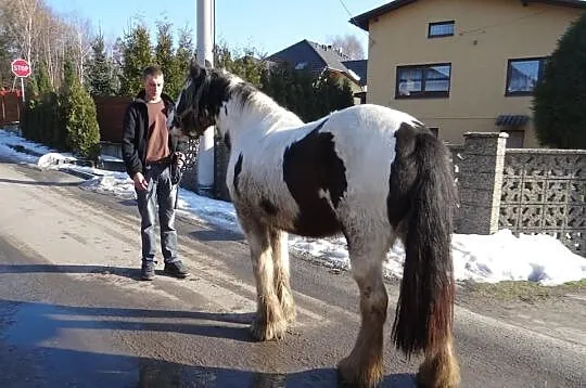 Para Klaczy IRISH COB