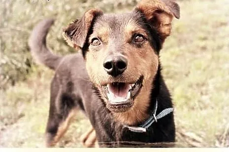 Frodo poleca się do adopcji,  mazowieckie Warszawa