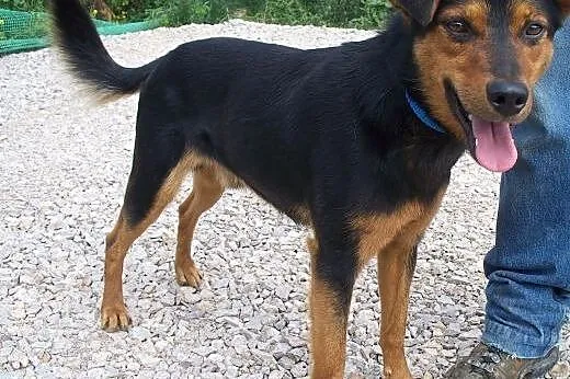 Frodo poleca się do adopcji,  mazowieckie Warszawa