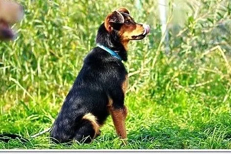 Frodo poleca się do adopcji,  mazowieckie Warszawa